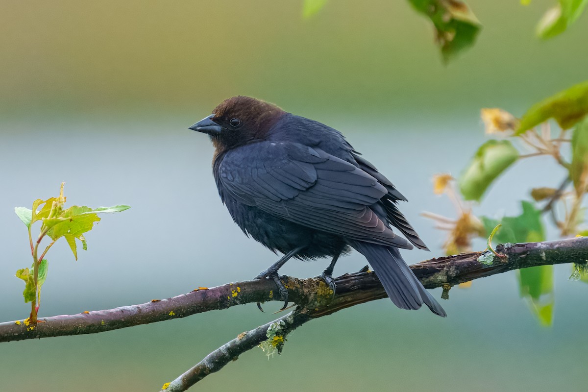 Braunkopf-Kuhstärling - ML645172597