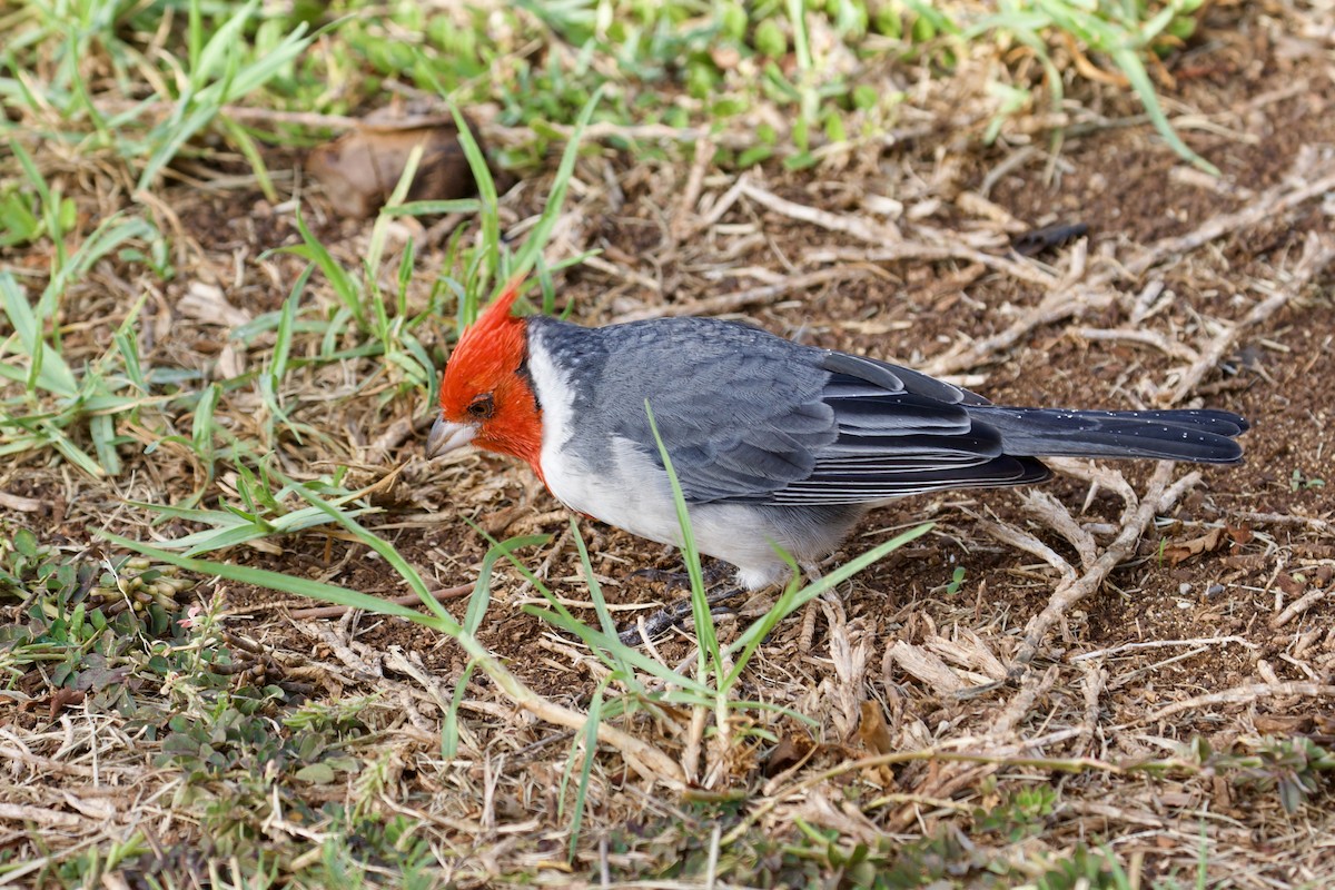 Red-crested Cardinal - ML645172615