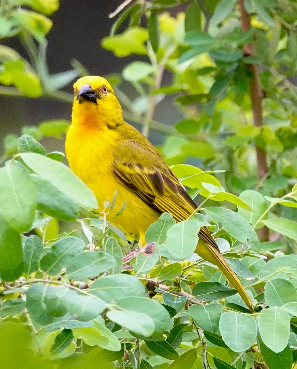 Holub's Golden-Weaver - ML645172625