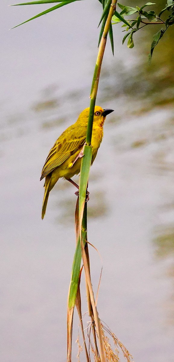 Holub's Golden-Weaver - ML645172626