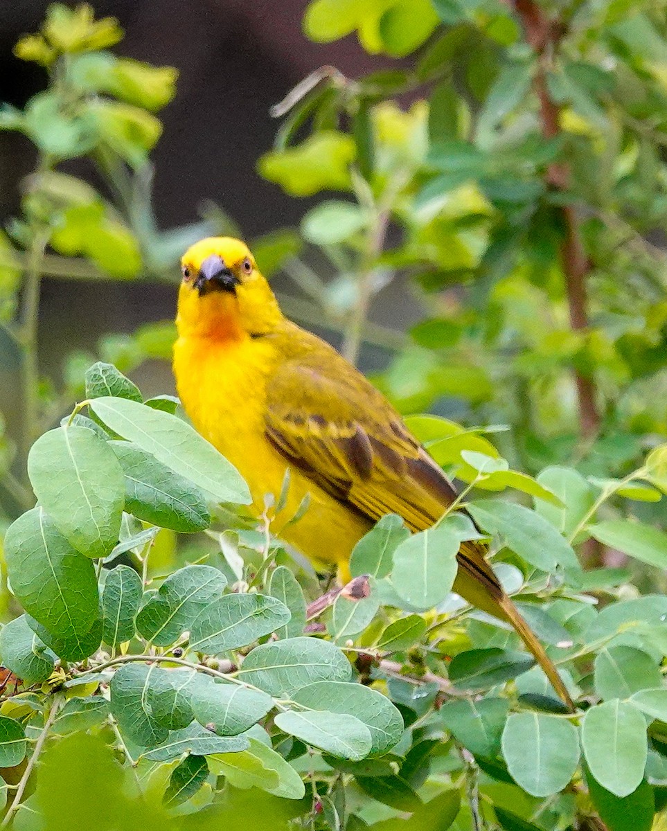 Holub's Golden-Weaver - ML645172627