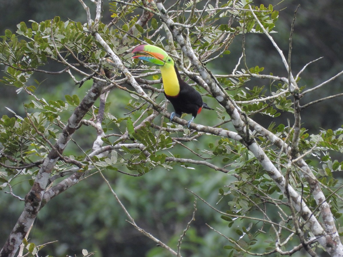 regnbuetukan - ML645172643