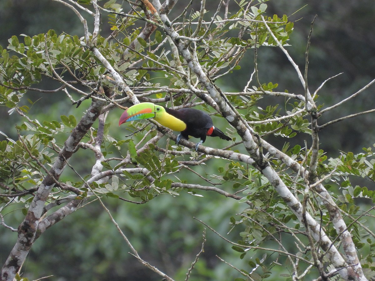 regnbuetukan - ML645172644