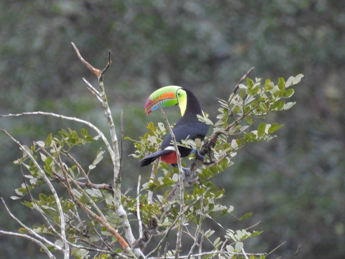 regnbuetukan - ML645172645