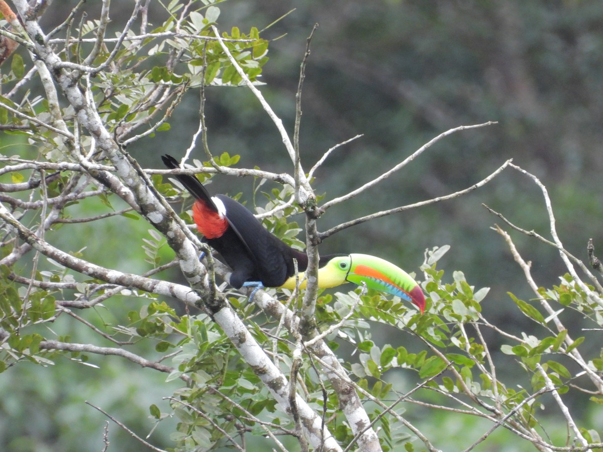 regnbuetukan - ML645172647