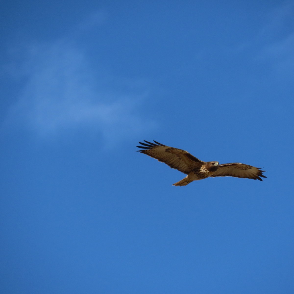 Red-tailed Hawk - ML645172654