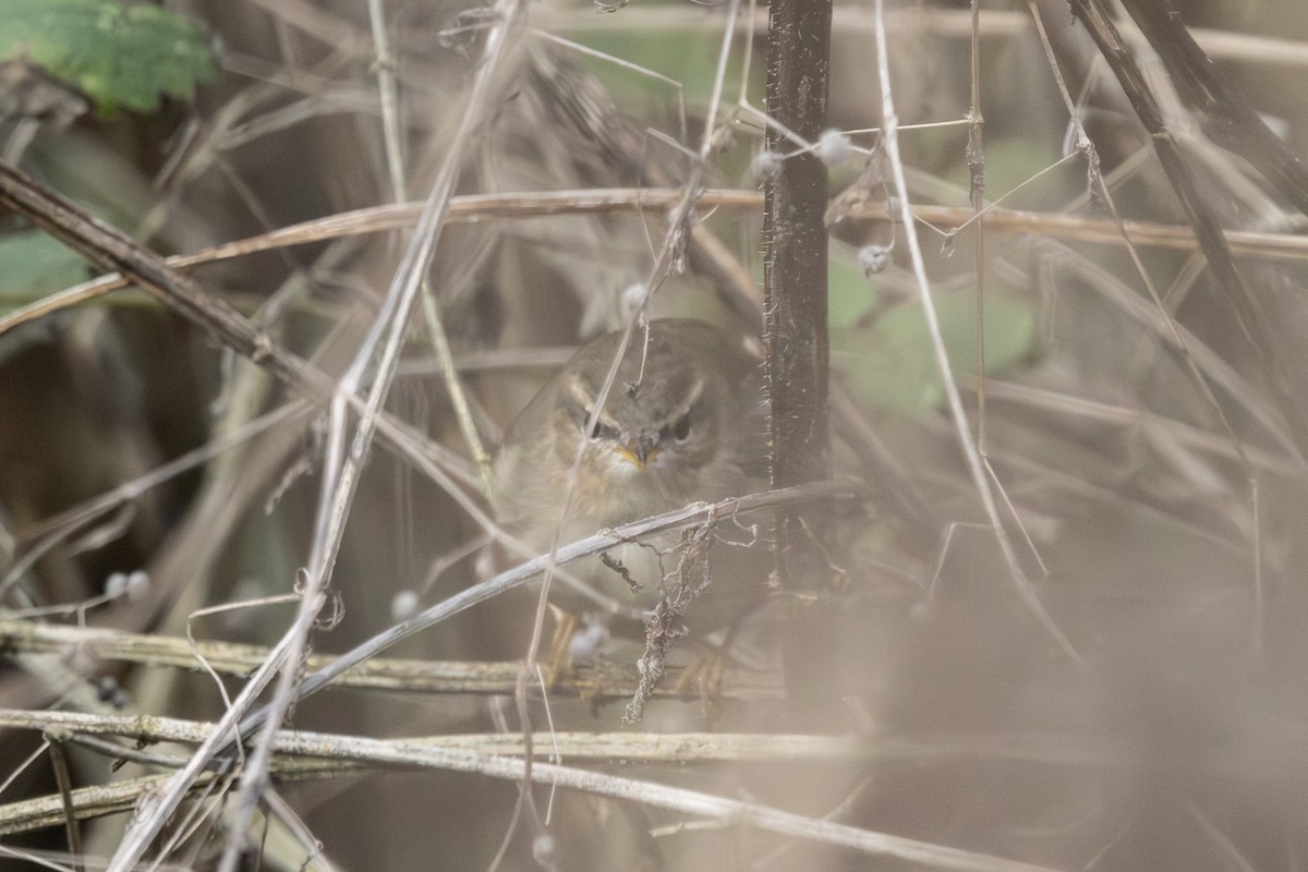 Esmer Çıvgın - ML645172656