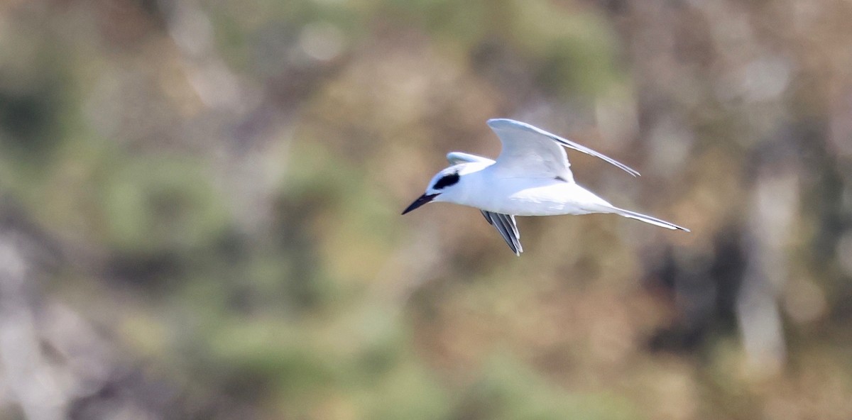 Forster's Tern - ML645172658