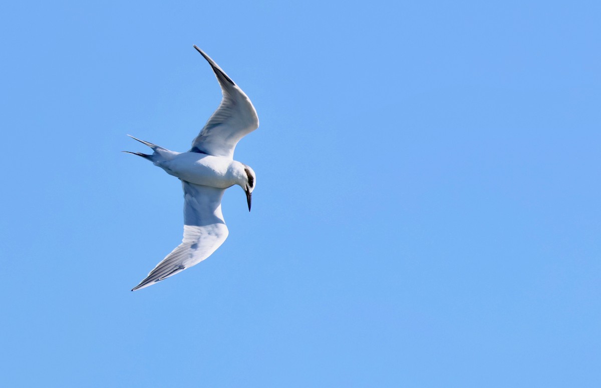 Forster's Tern - ML645172659