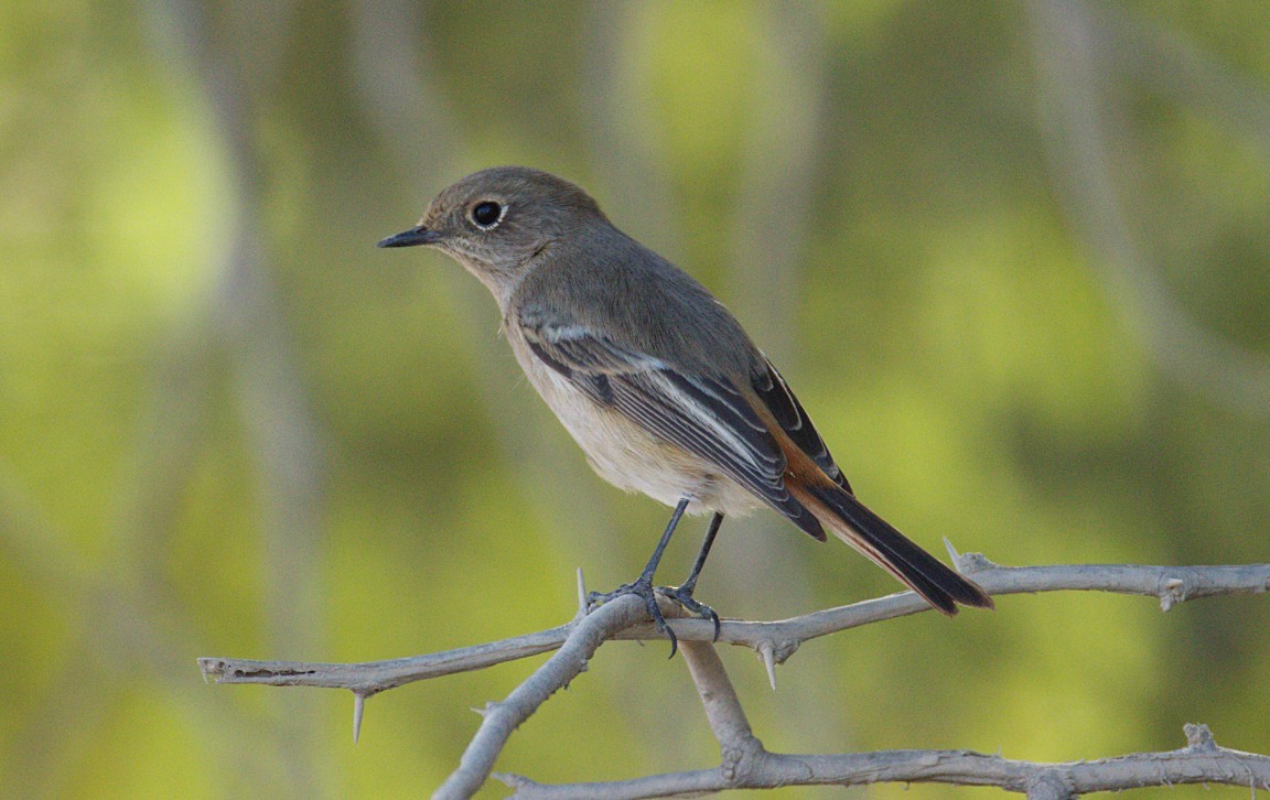 Rufous-backed Redstart - ML645172663