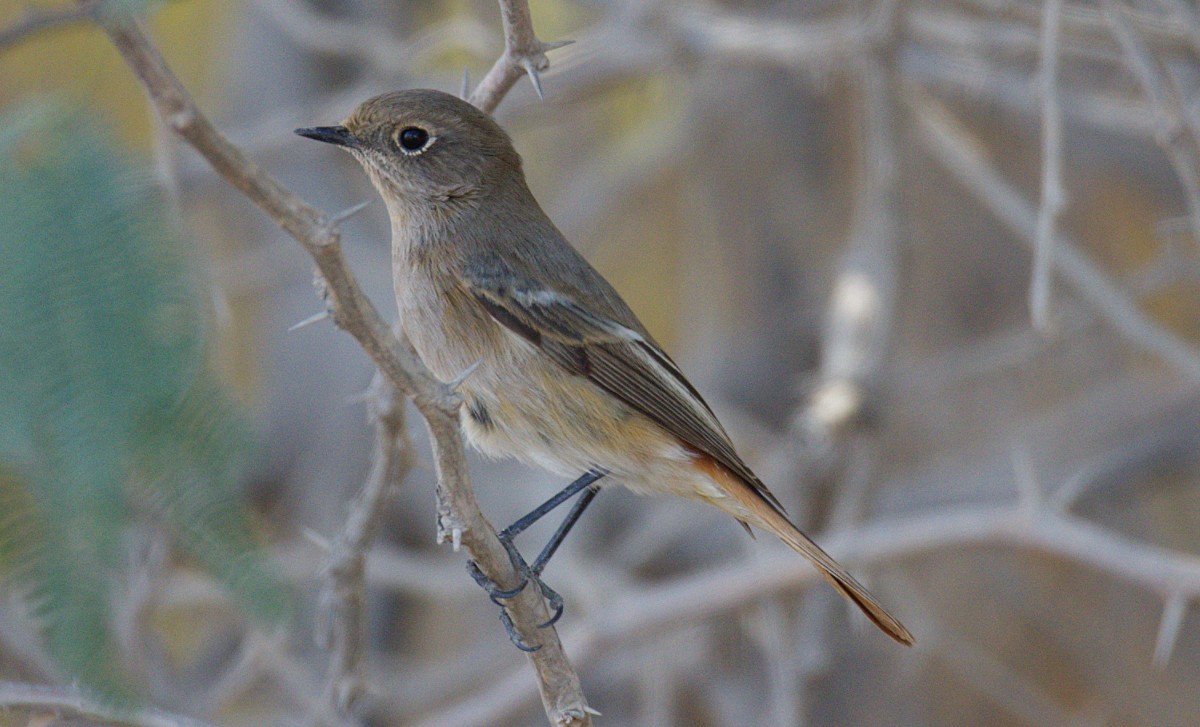 Rufous-backed Redstart - ML645172664