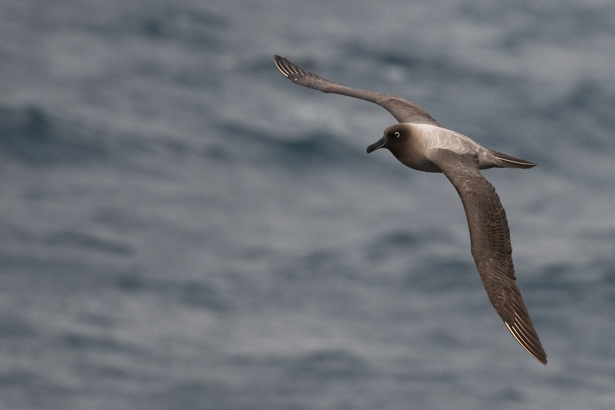 Graumantelalbatros - ML645172669