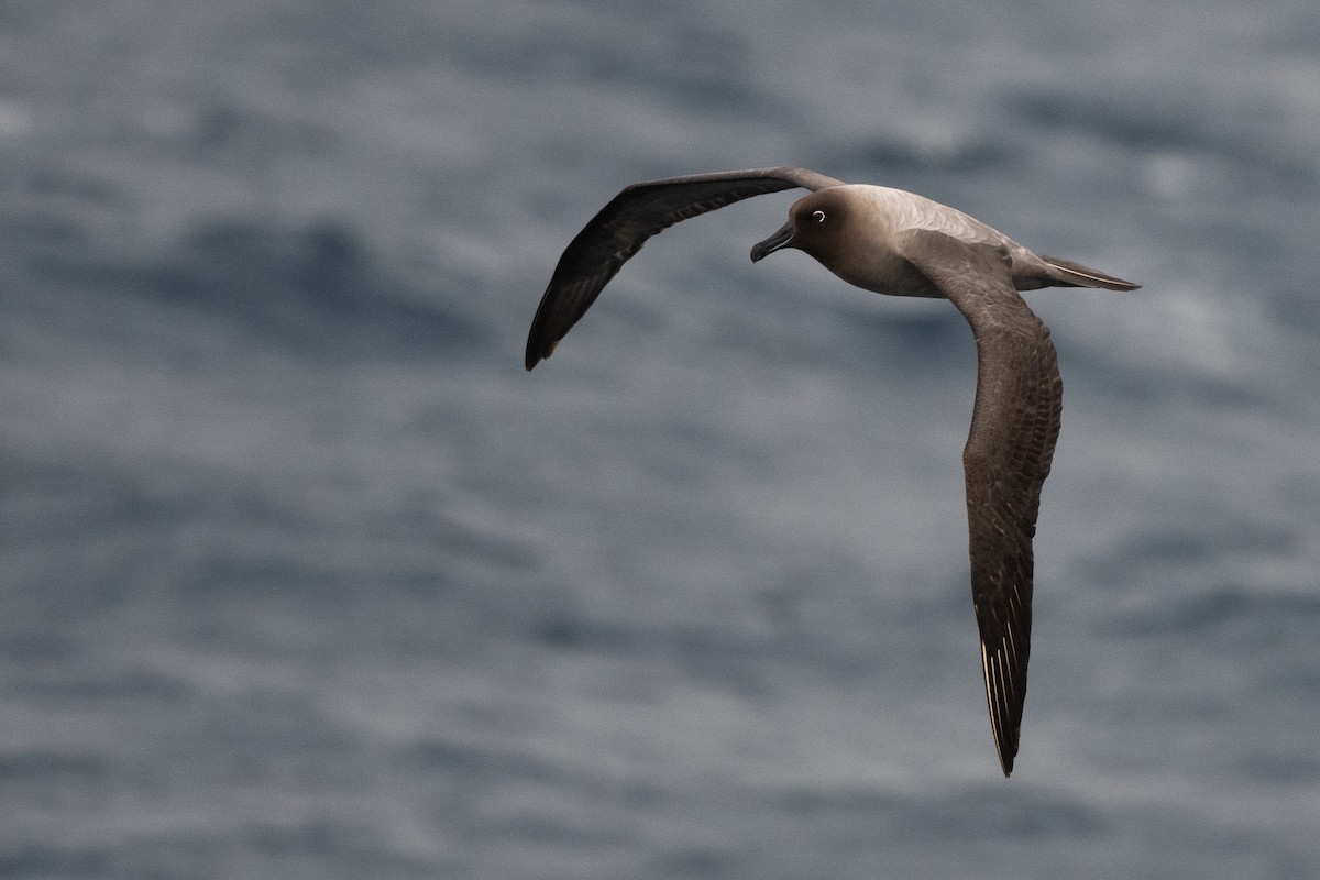 Graumantelalbatros - ML645172670