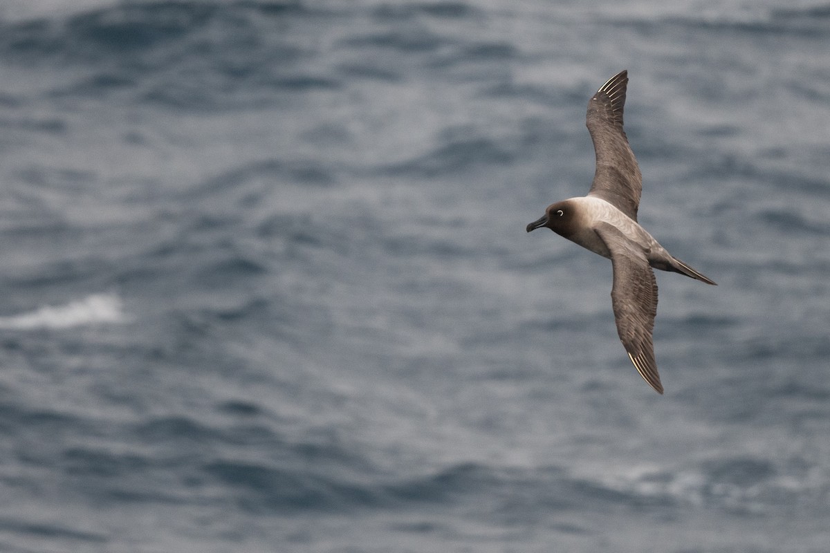 Graumantelalbatros - ML645172671