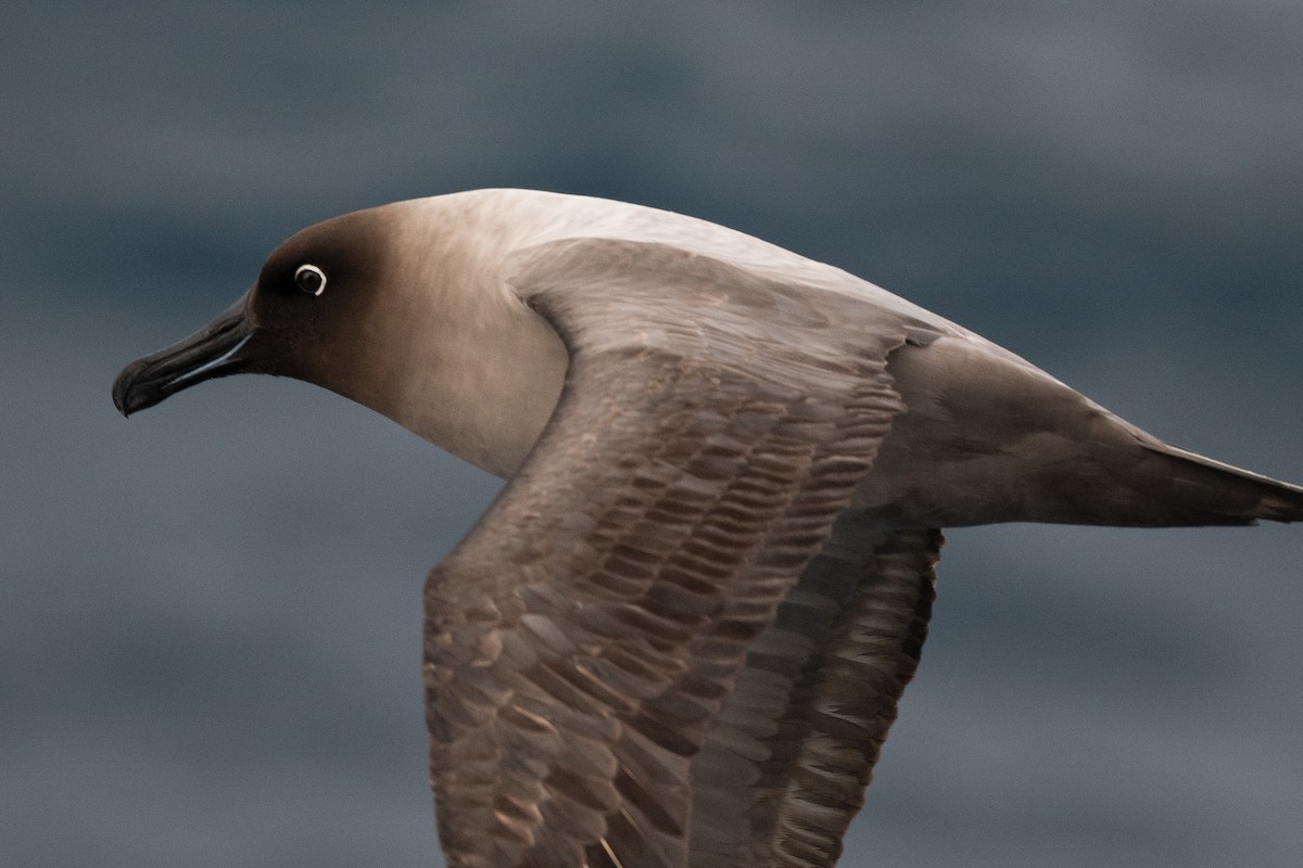 Graumantelalbatros - ML645172672