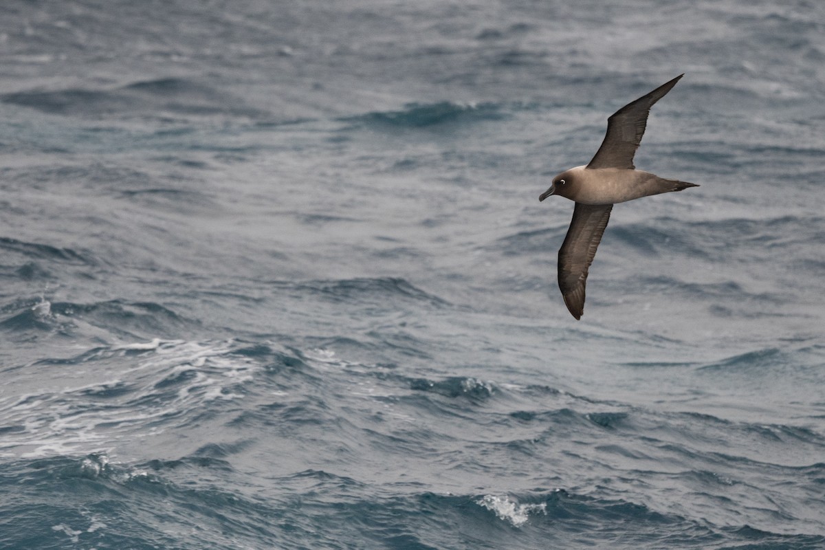 Graumantelalbatros - ML645172677