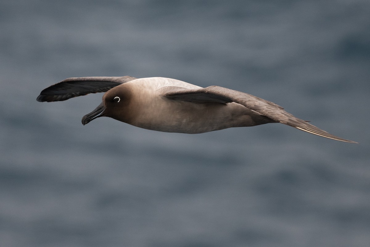 Graumantelalbatros - ML645172679