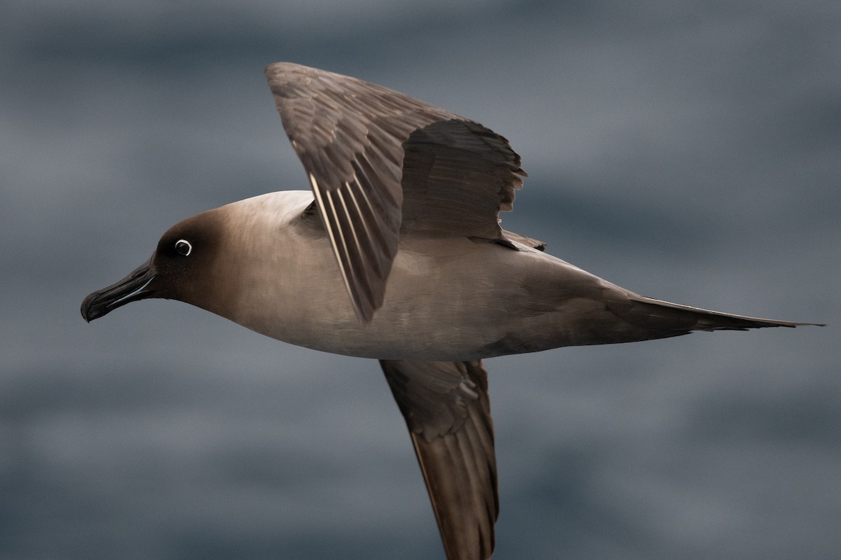 Graumantelalbatros - ML645172680