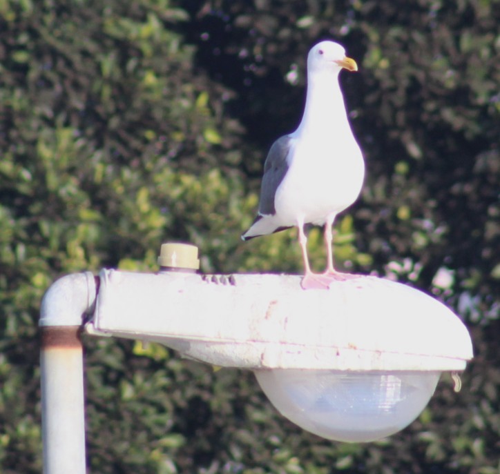 アメリカオオセグロカモメ - ML645172694