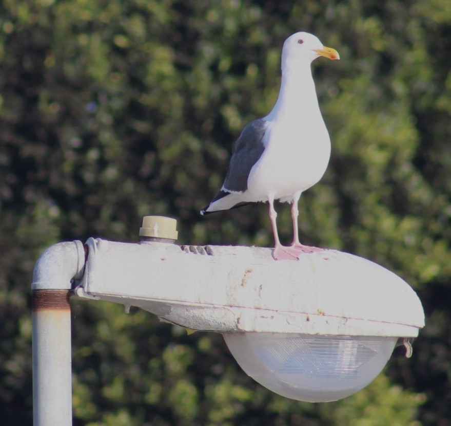 アメリカオオセグロカモメ - ML645172695