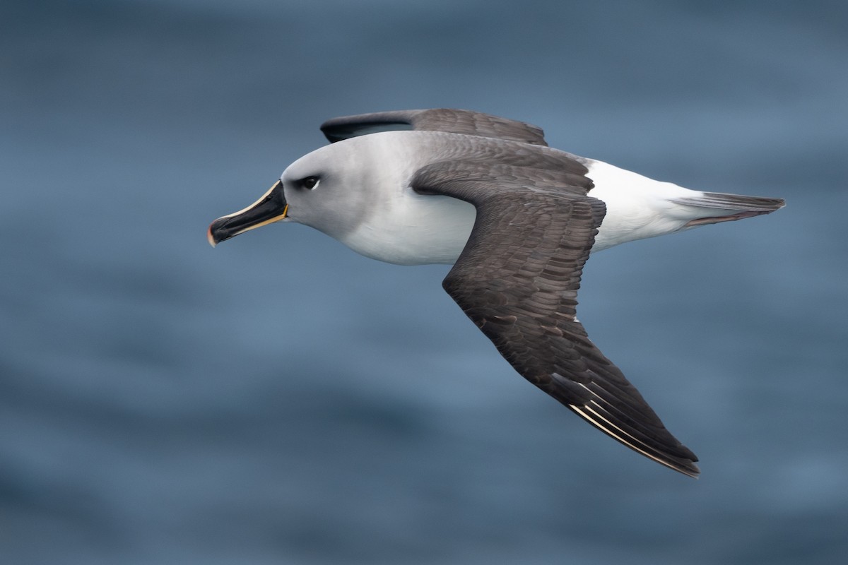 Boz Başlı Albatros - ML645172708