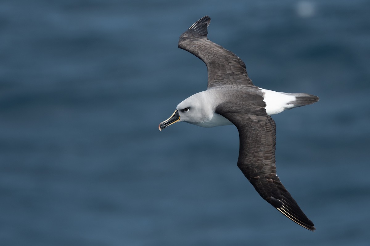 Boz Başlı Albatros - ML645172709