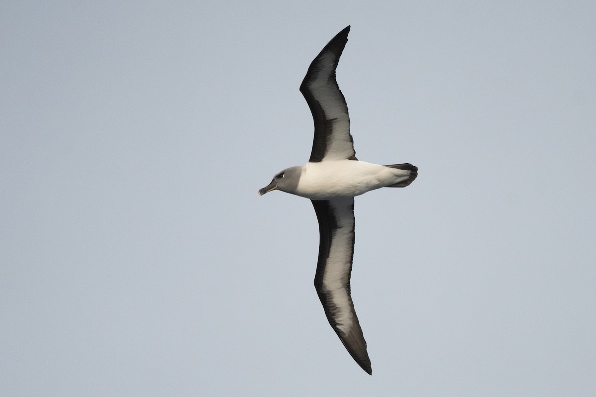 Boz Başlı Albatros - ML645172710