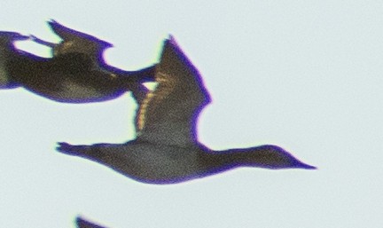 Murgilari bizkarzuria - ML645172726