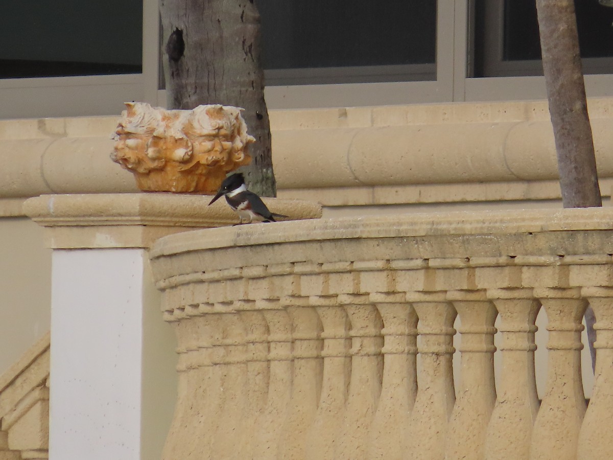 Belted Kingfisher - ML645172732