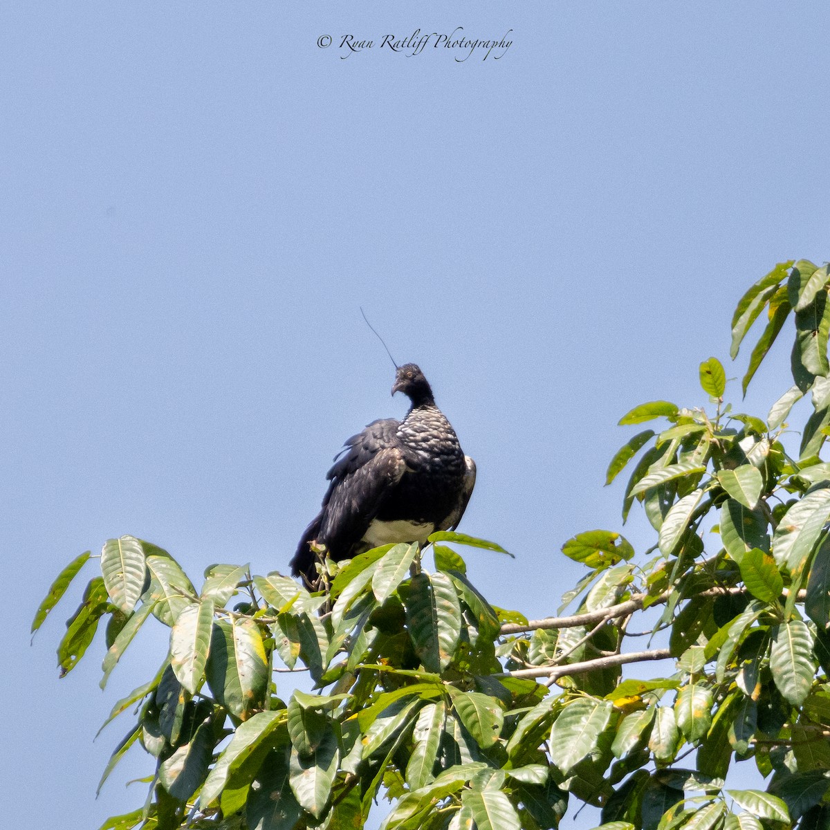 Horned Screamer - ML645172733