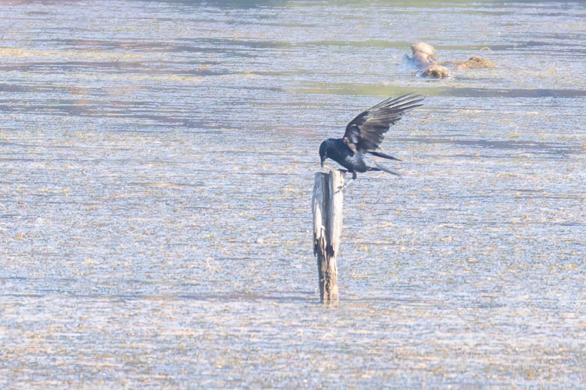 Balıkçı Karga - ML645172742