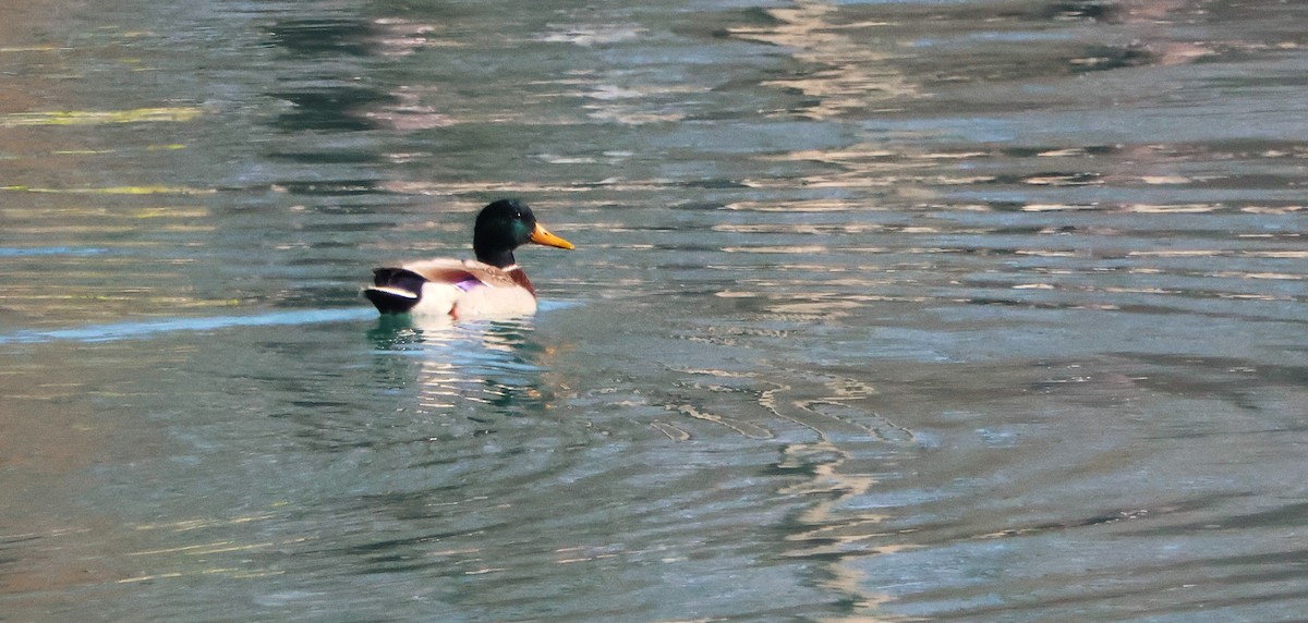 ברכיה - ML645172748