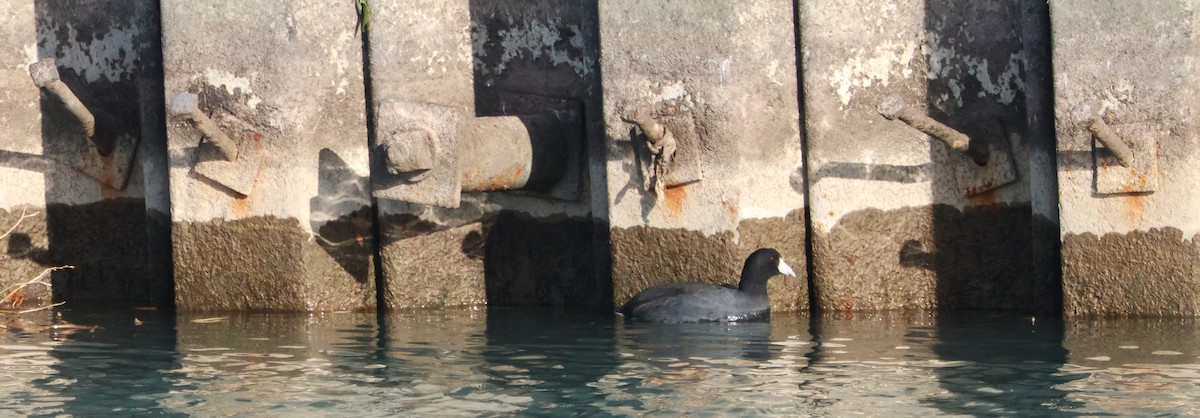 Лиска американська - ML645172763