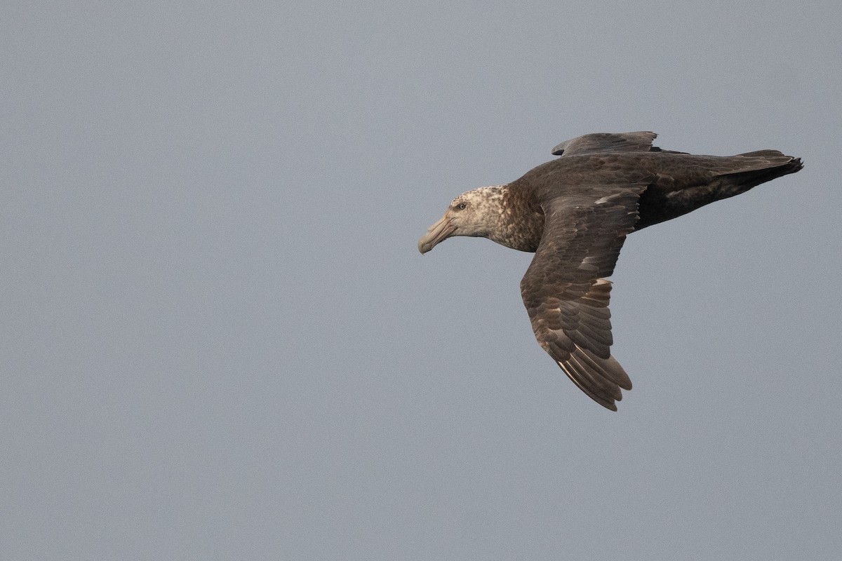 Southern Giant-Petrel - ML645172772