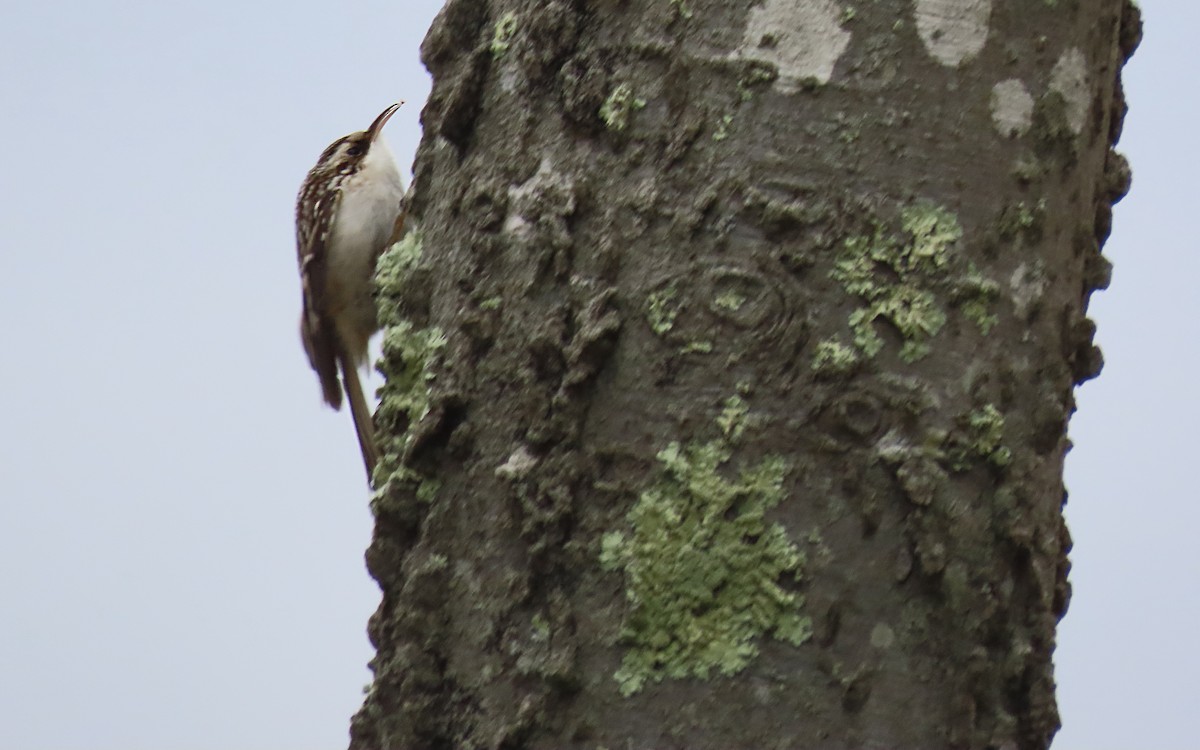 Brown Creeper - ML645172773