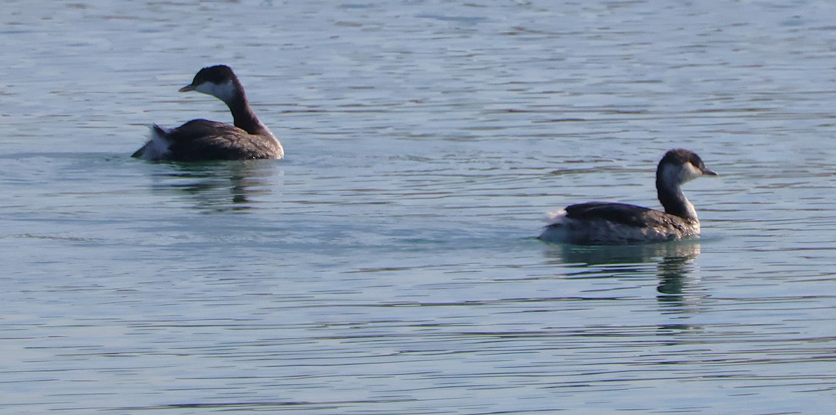 טבלן לבן-לחיים - ML645172774