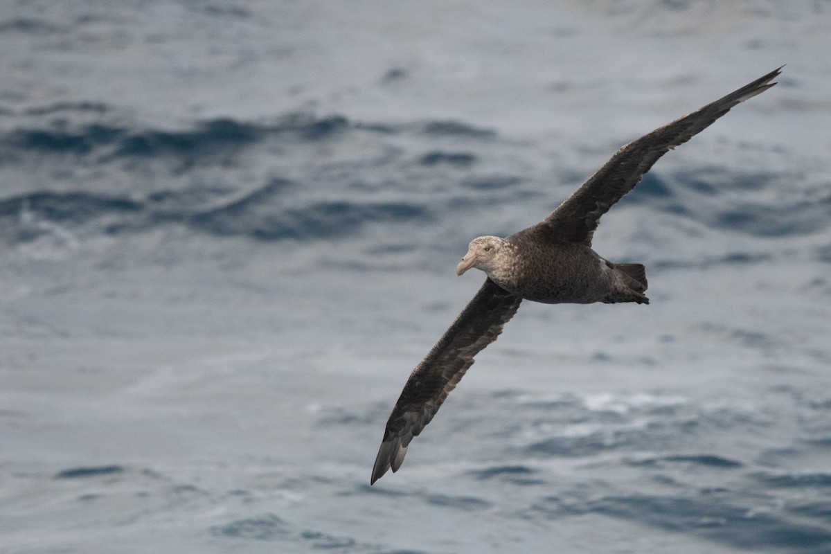 Southern Giant-Petrel - ML645172777
