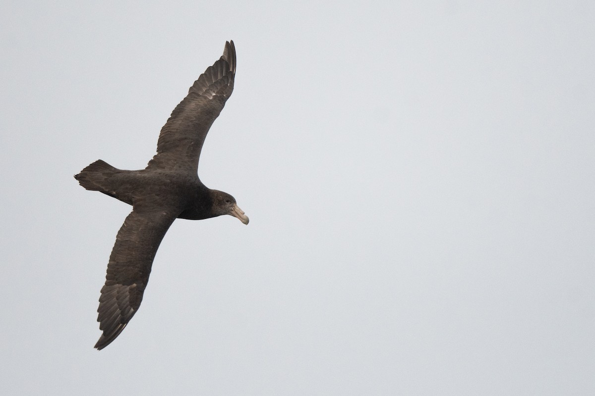 Southern Giant-Petrel - ML645172778