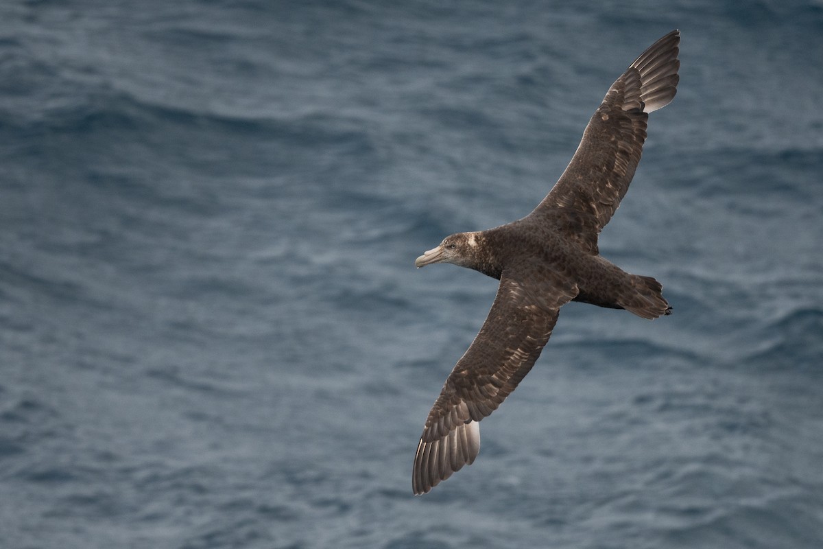 Southern Giant-Petrel - ML645172779
