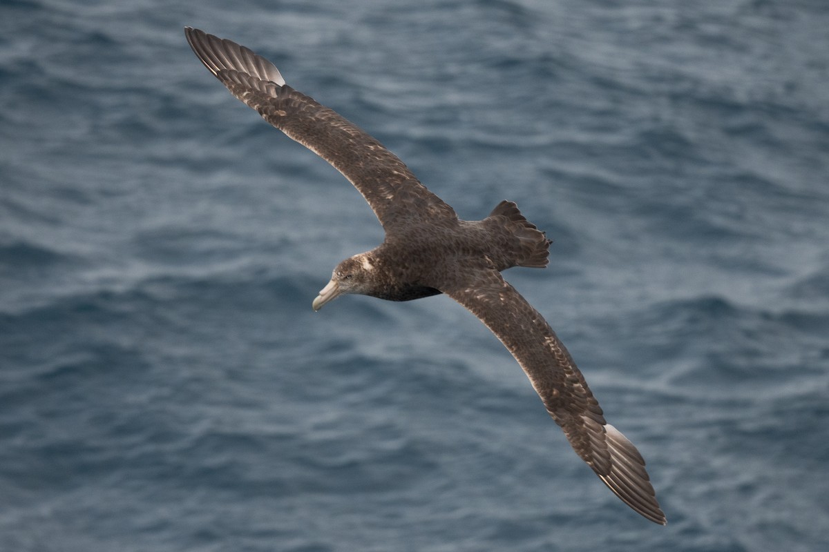 Southern Giant-Petrel - ML645172780