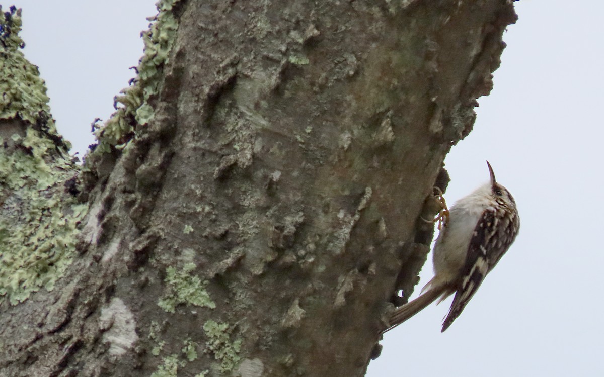 Brown Creeper - ML645172784