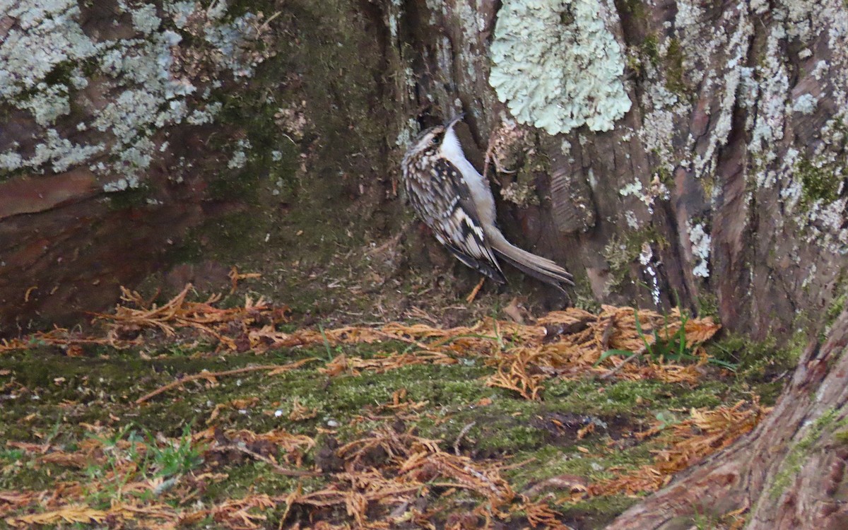 Brown Creeper - ML645172787