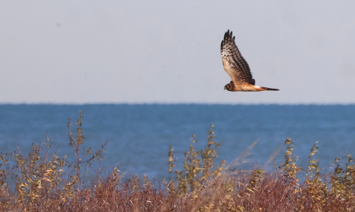 זרון אמריקני - ML645172793