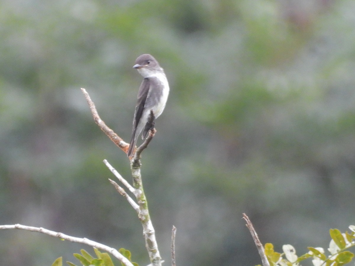 Olive-sided Flycatcher - ML645172798