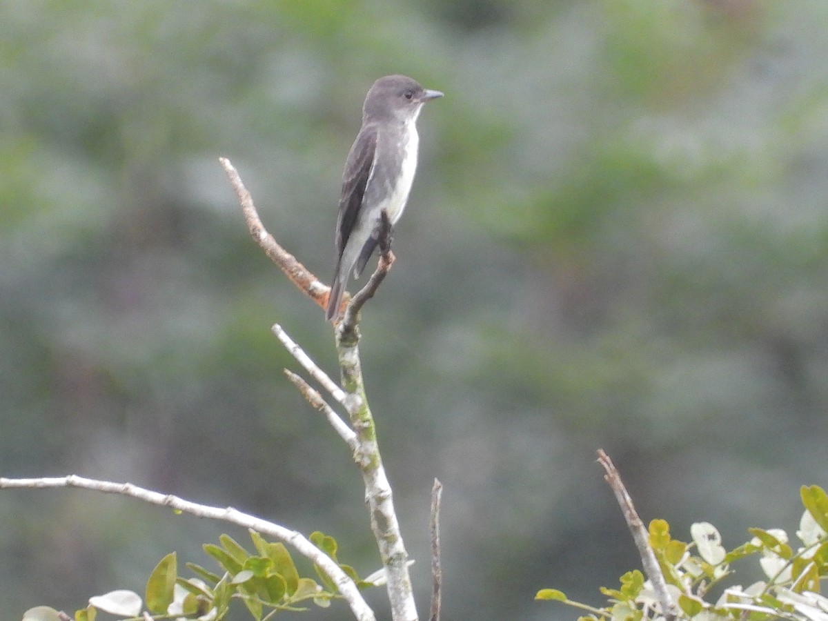 Olive-sided Flycatcher - ML645172800