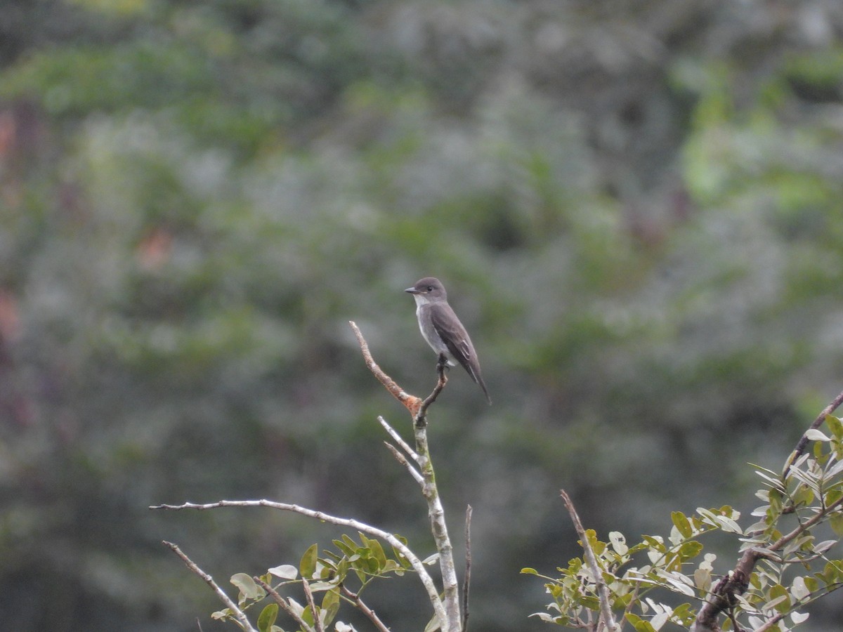 Olive-sided Flycatcher - ML645172801