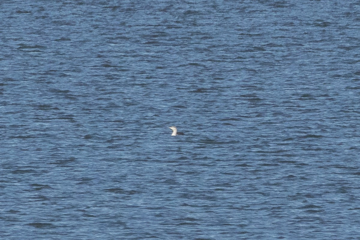 Red-throated Loon - ML645172807