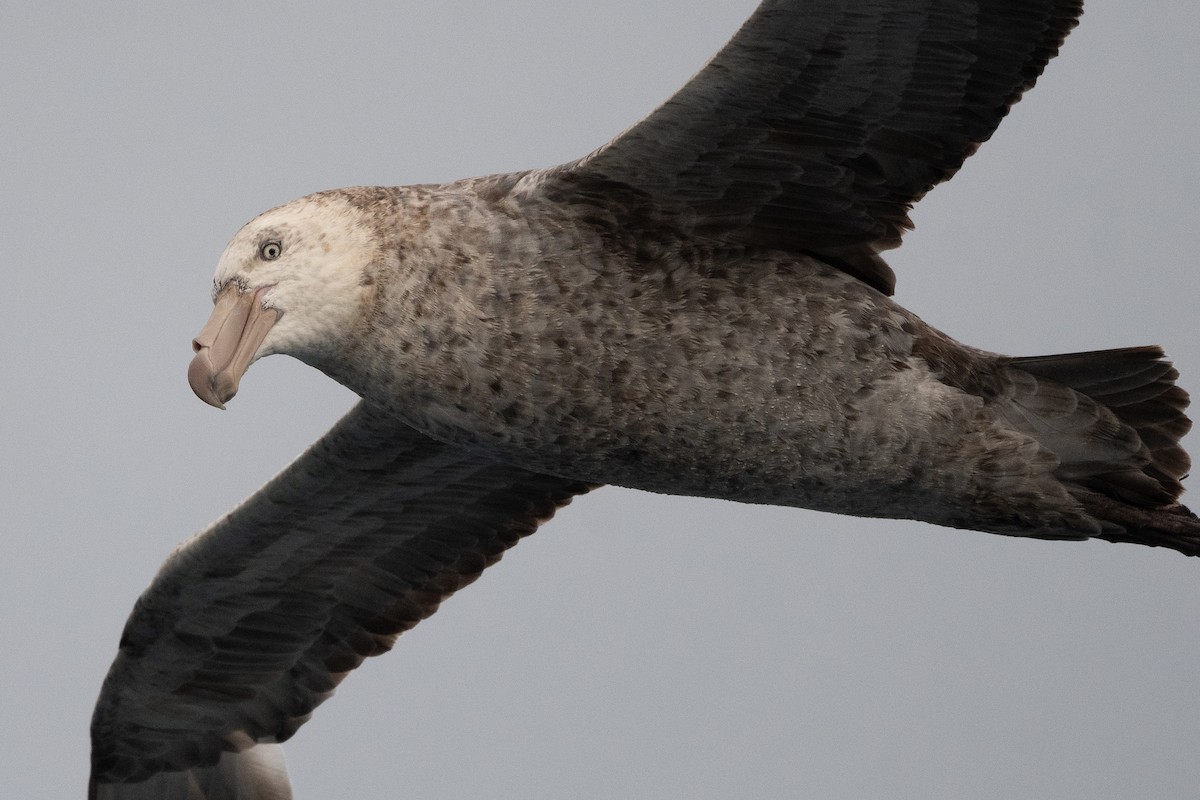 Northern Giant-Petrel - ML645172814