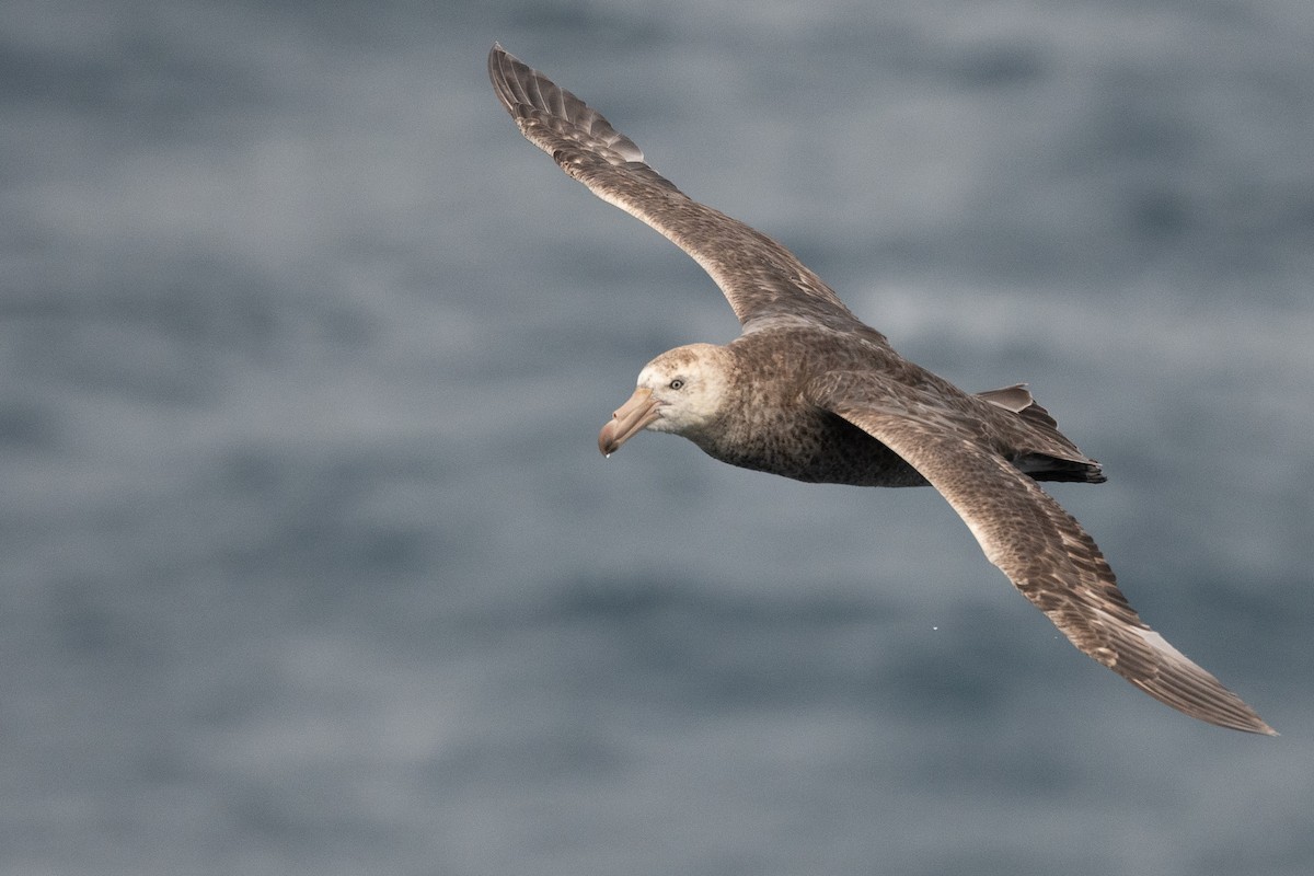 Northern Giant-Petrel - ML645172815