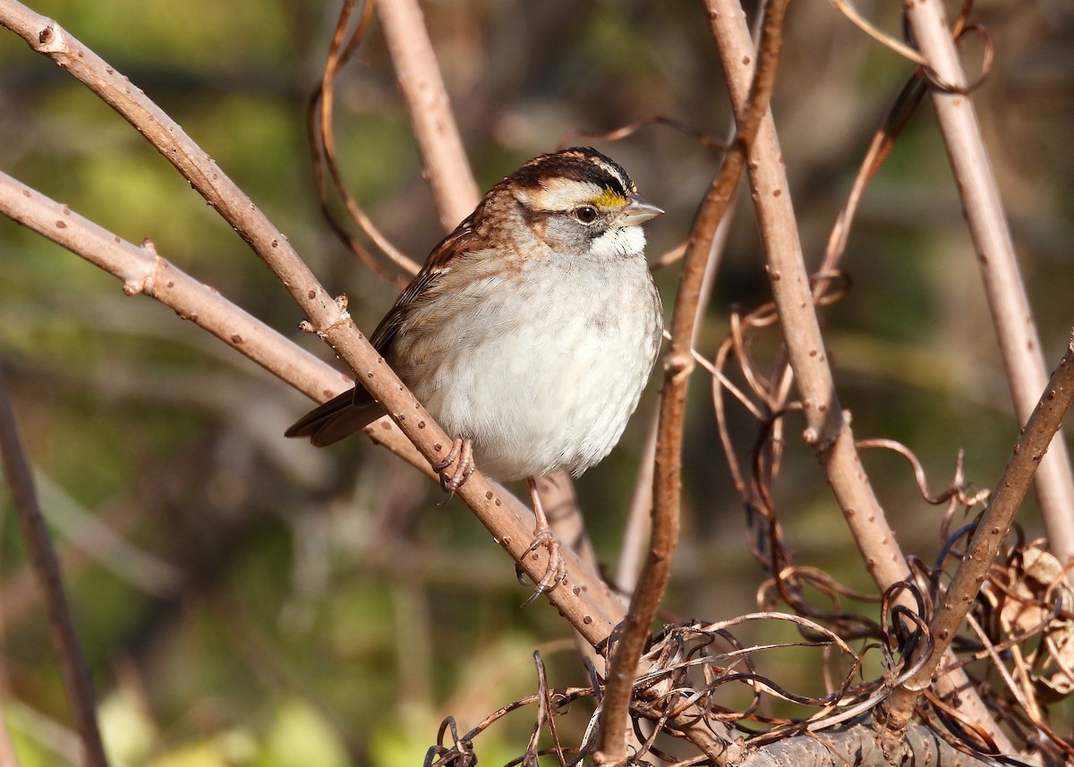 White-throated Sparrow - ML645172816